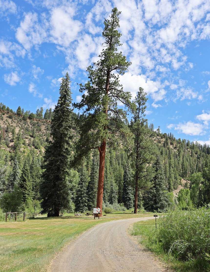 A large Rocky Mountain ponderosa pine beside a forest road in the San Juan National Forest