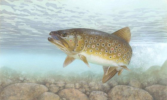 Brown trout illustration