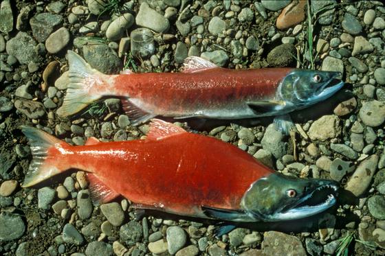 Kokanee salmon (landlocked sockeye) — public domain