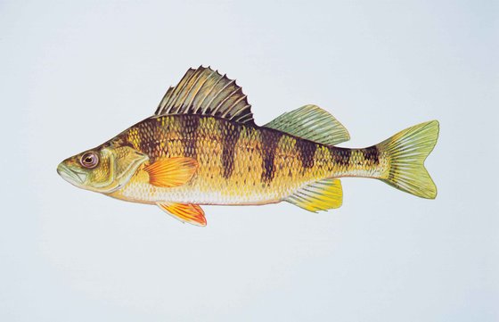 Yellow perch illustration
