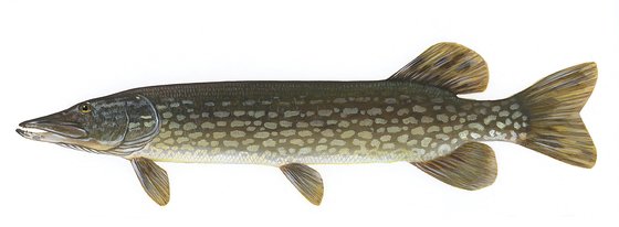 Northern pike illustration