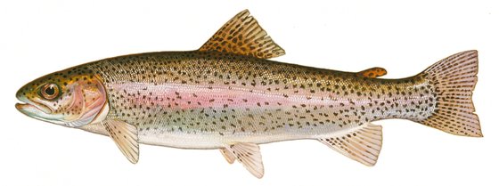 Rainbow trout illustration