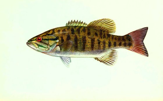 Smallmouth bass illustration — USFWS, public domain