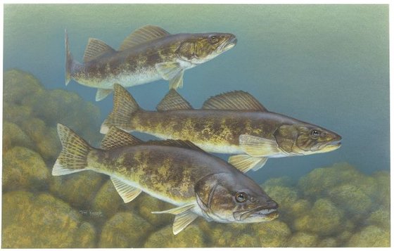 Walleye illustration — public domain