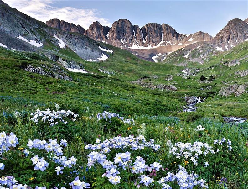 Alpine wildflowers carpeting American Basin in the San Juan Mountains