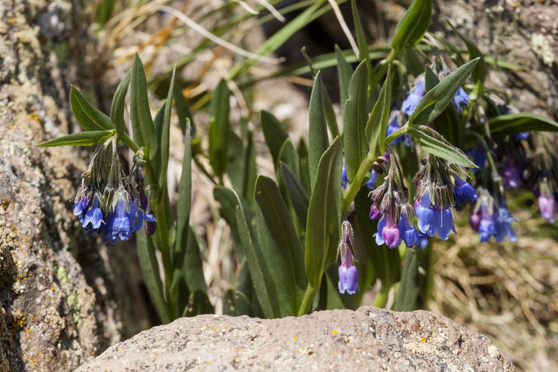 Mountain bluebells in the San Juan high country