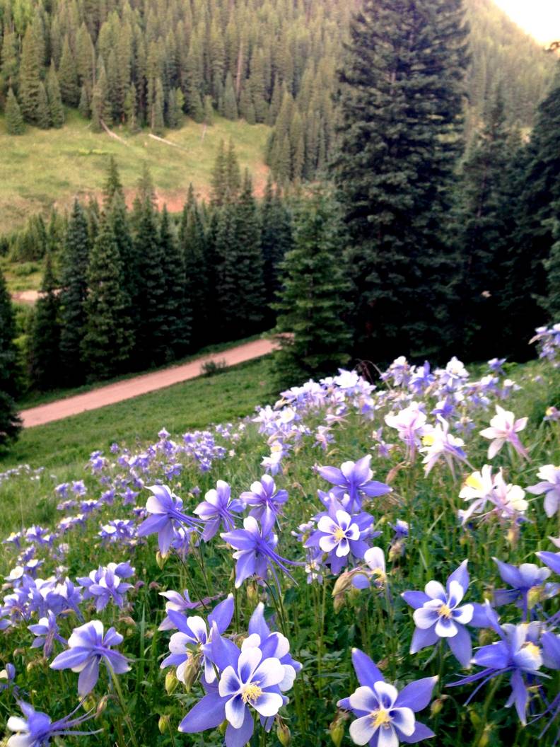 Colorado blue columbine, the state flower
