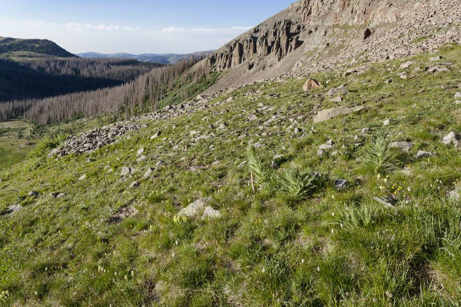 Rosy Indian paintbrush among alpine wildflowers