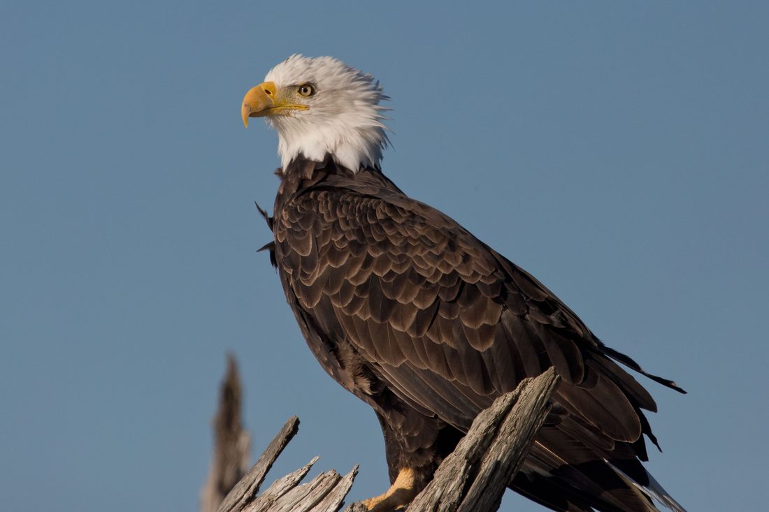 Bald eagle