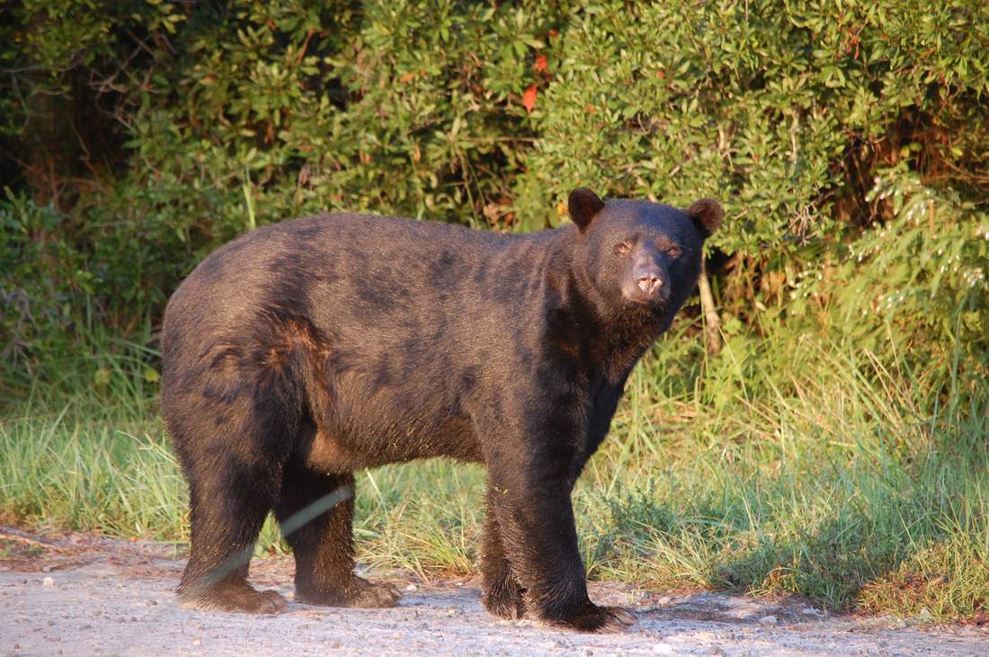 American black bear