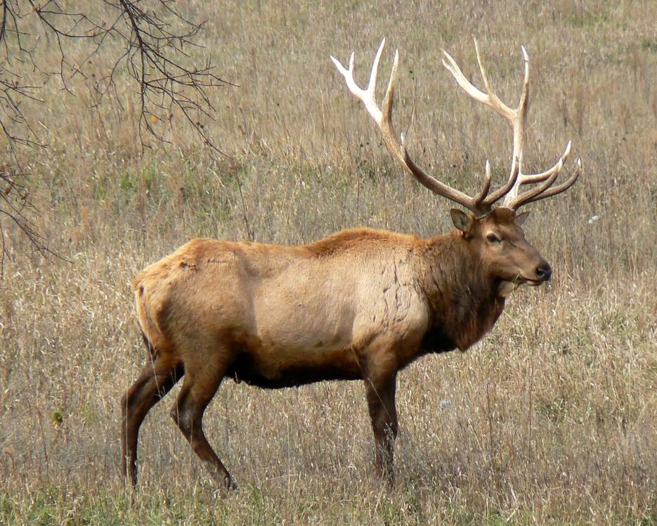 Rocky Mountain bull elk