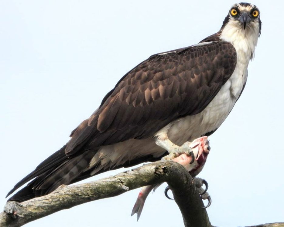 Osprey carrying a fish