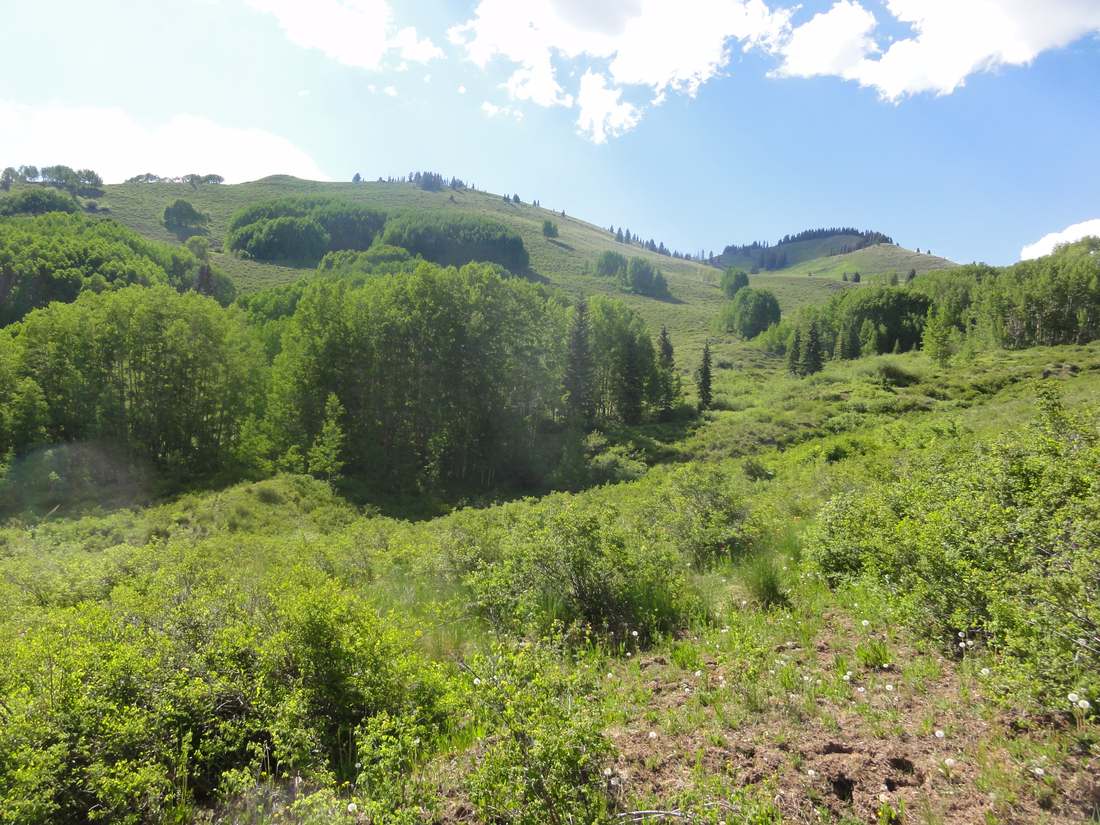 Grassy high country in the Weminuche Wilderness above Vallecito