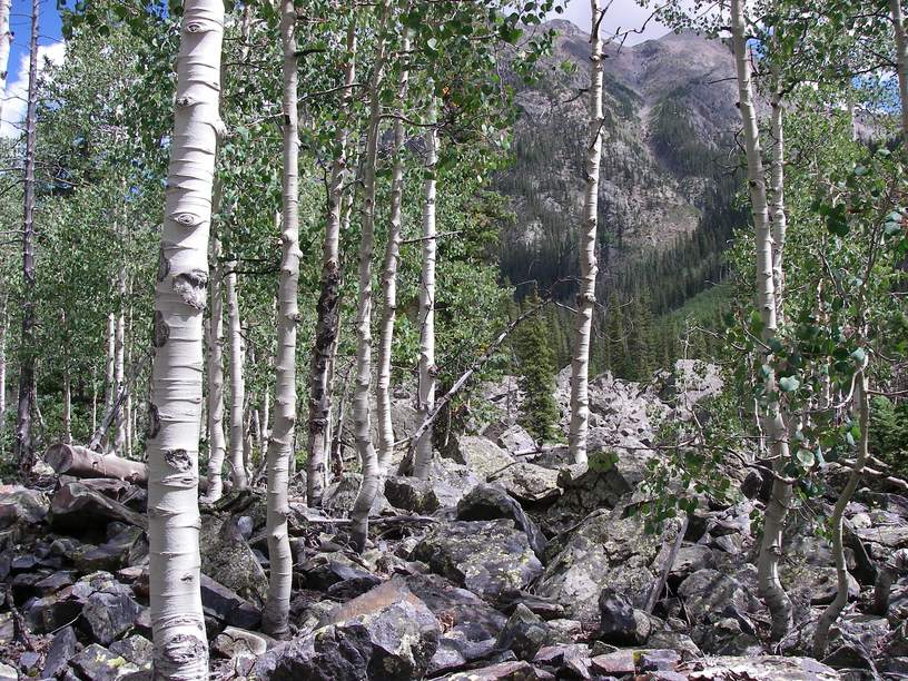 Autumn aspens in the Weminuche Wilderness